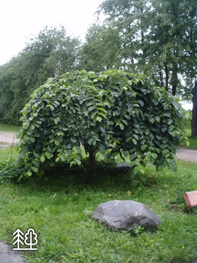 Ulmus glabra   'Pendula'